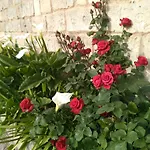 Salento. Il Giardino In Piazza Galugnano