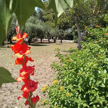 Salento. Il Giardino In Piazza Bed & Breakfast 3*