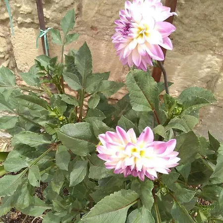 Bed & Breakfast Salento. Il Giardino In Piazza