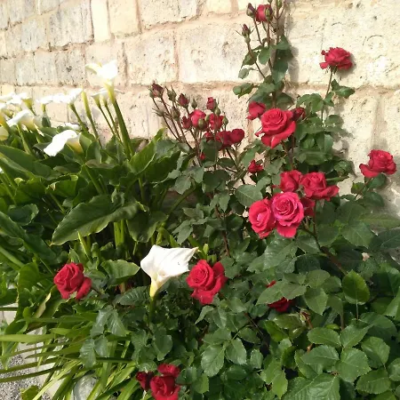 Salento. Il Giardino In Piazza Galugnano