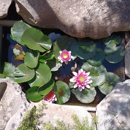 Salento. Il Giardino In Piazza Bed & Breakfast *